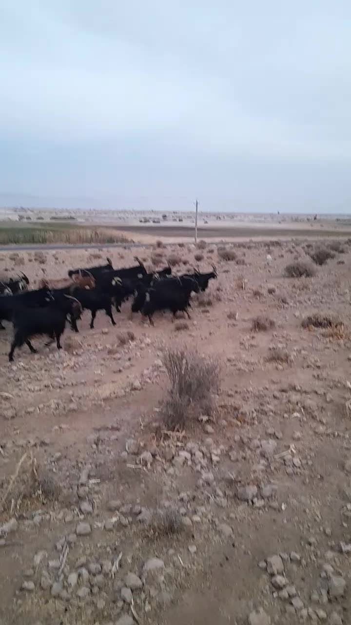 بز ترکی|حیوانات مزرعه|زرقان, |دیوار