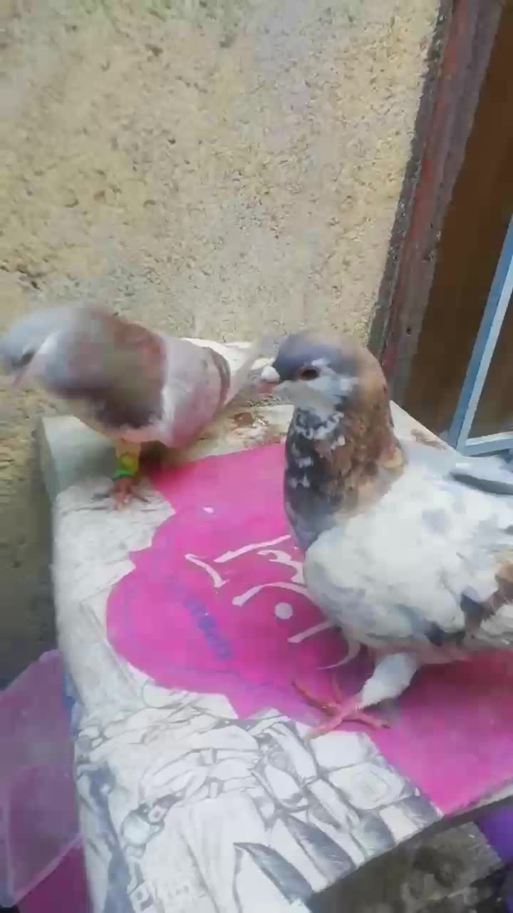 جوجه رنگی|حیوانات مزرعه|مشهد, امیرآباد|دیوار