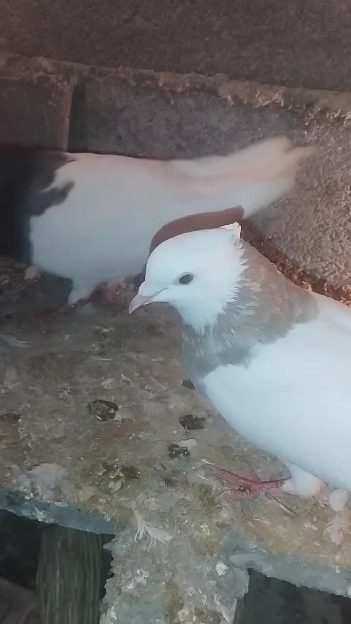 طوقی|پرنده|کوهرنگ, |دیوار