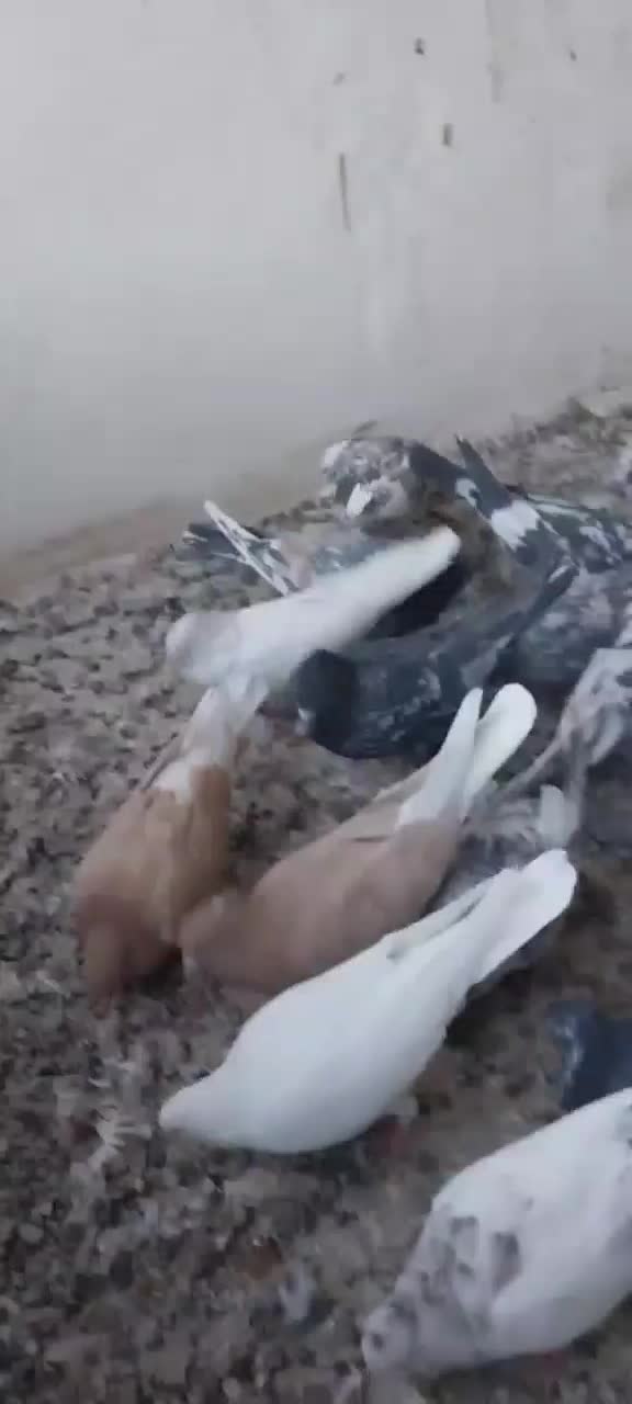 فروش کبوتر خوب|پرنده|بومهن, |دیوار