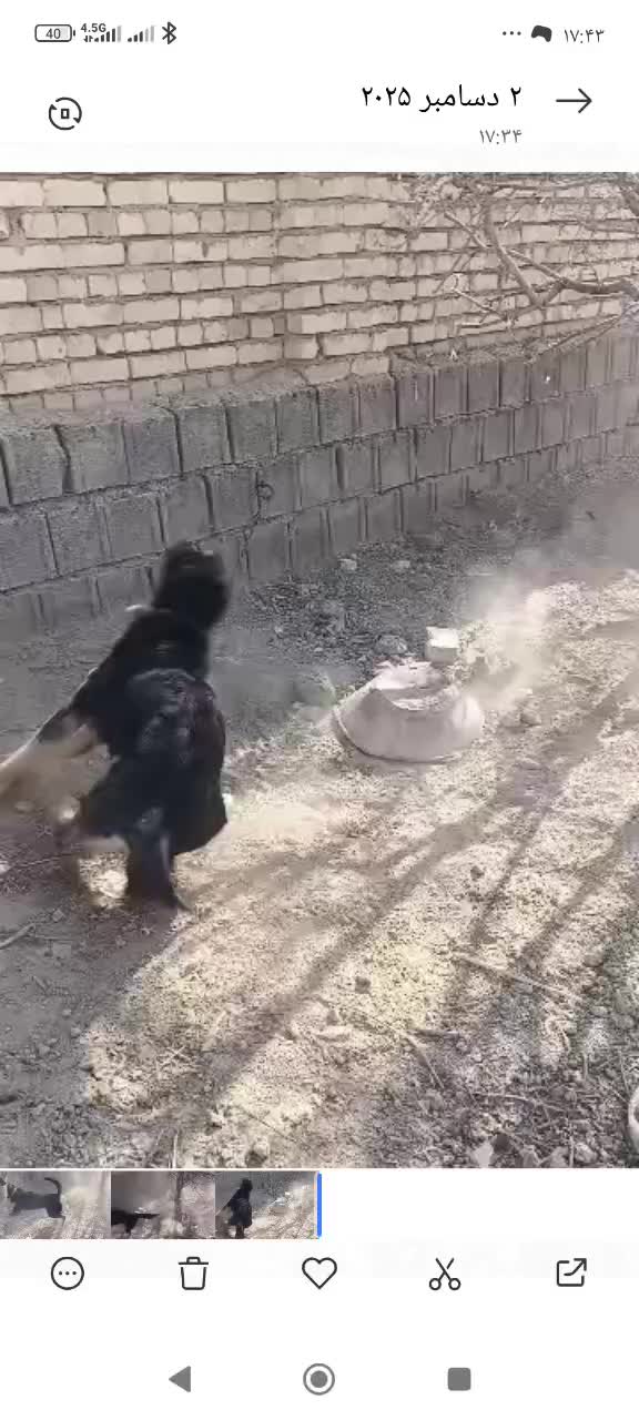 سگ نر برای نگهبانی برای گاراژ یا.. قیمت ۱۵ میلیون|سگ|اصفهان, براآن شمالی|دیوار