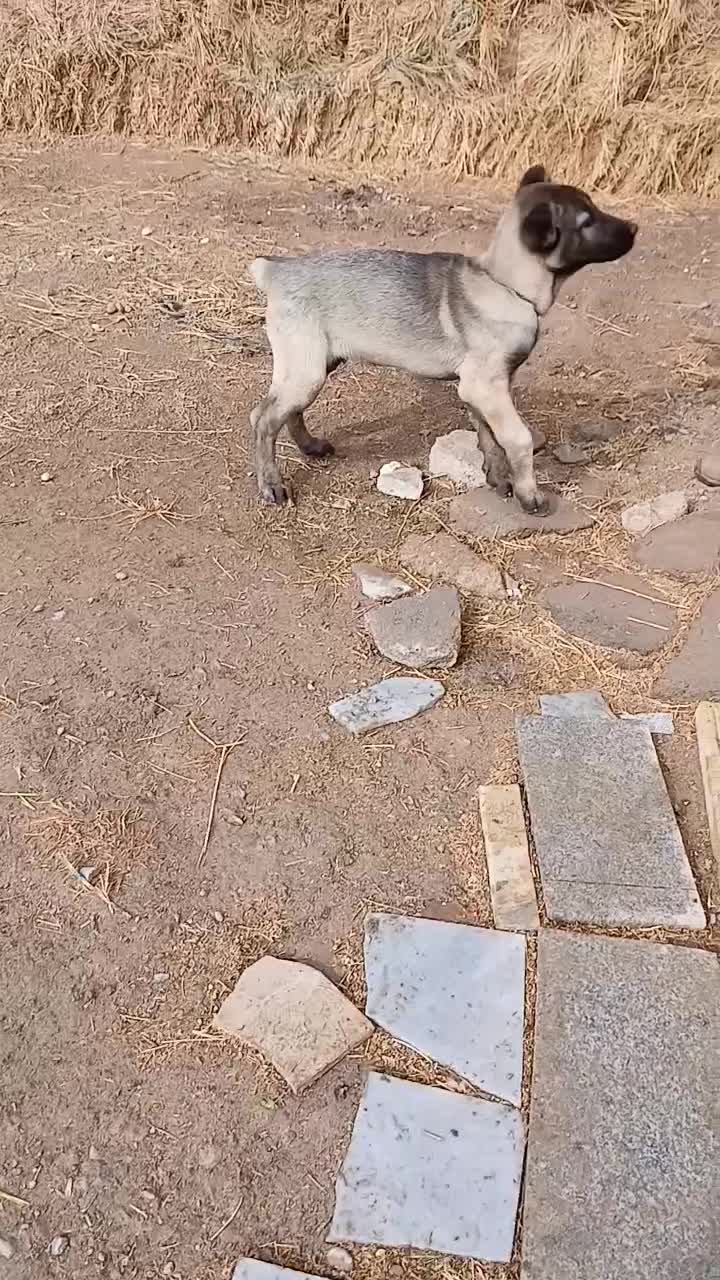 توله سگ نر|سگ|سراب, |دیوار