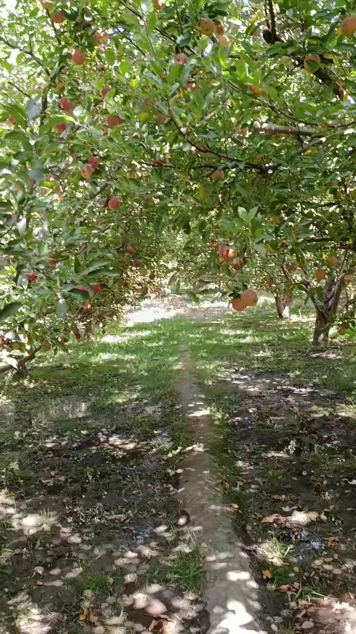 باغ گلبهار آبقد تهاترومعاوضه|فروش زمین و ملک کلنگی|گلمکان, |دیوار