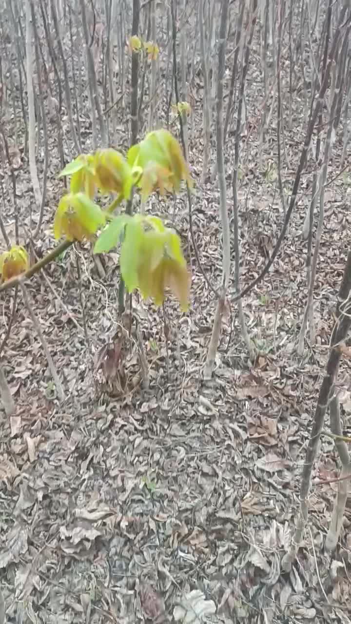 نهال های گردو (تخم مرغی ـچندلر) و نهال گیلاس|خدمات باغبانی و درختکاری|میاندوآب, |دیوار