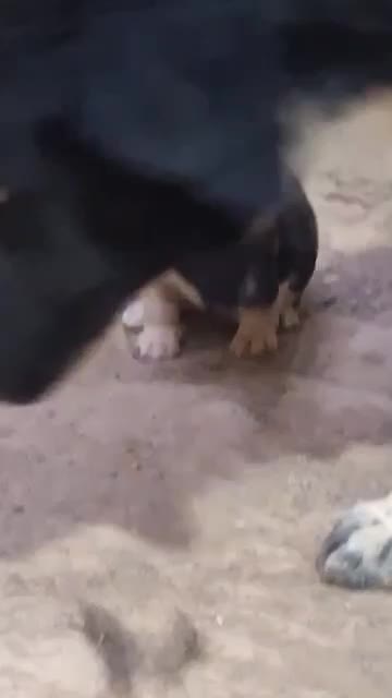 نر ماده قهدرجونی|سگ|زرند, |دیوار