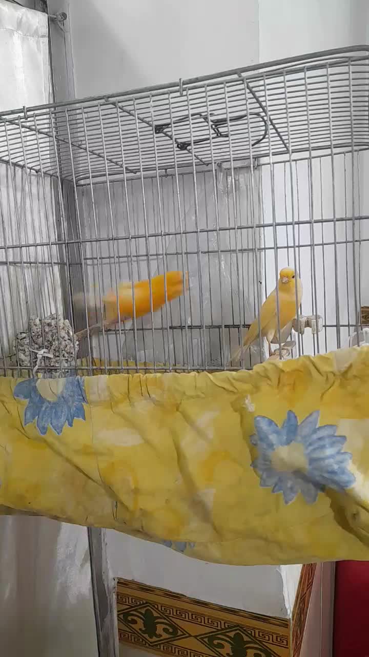 قناری نروماده|پرنده|کنگاور, |دیوار