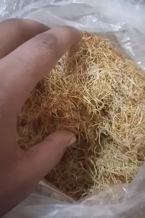 ریشه زعفران درجه یک|گل و گیاه طبیعی|قم, زاویه|دیوار