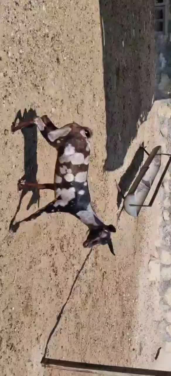 گیسه صلاله اصل|حیوانات مزرعه|بندرلنگه, |دیوار