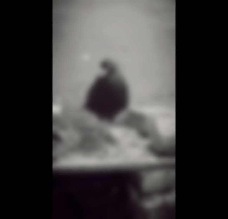 کبوتر|پرنده|چناران, |دیوار