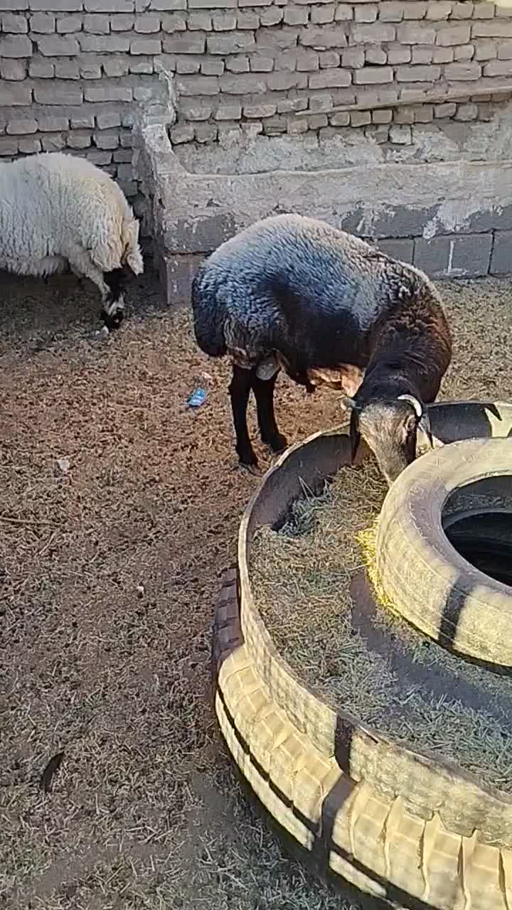 بره نر|حیوانات مزرعه|رفسنجان, |دیوار