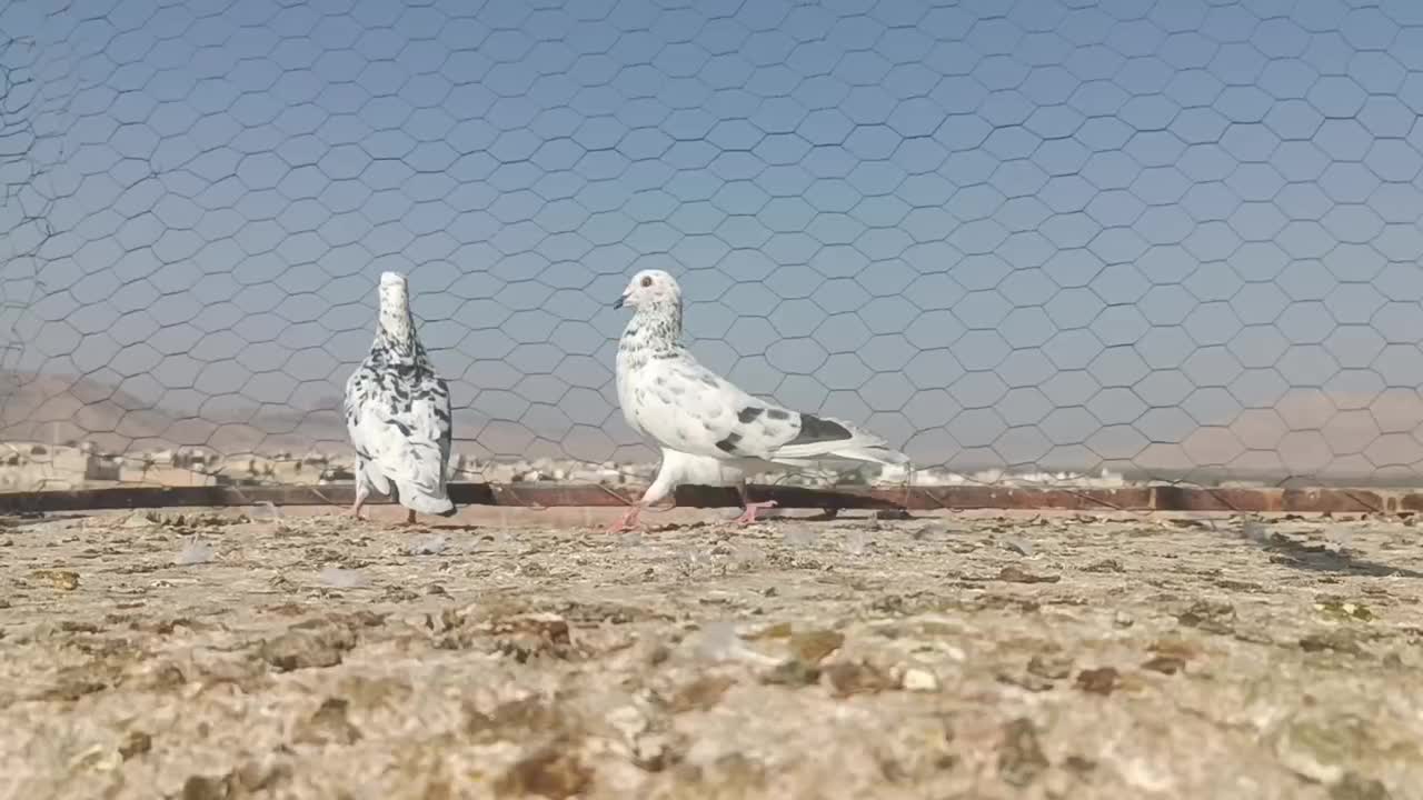 سرور بهبهونی|پرنده|شیراز, جانبازان|دیوار