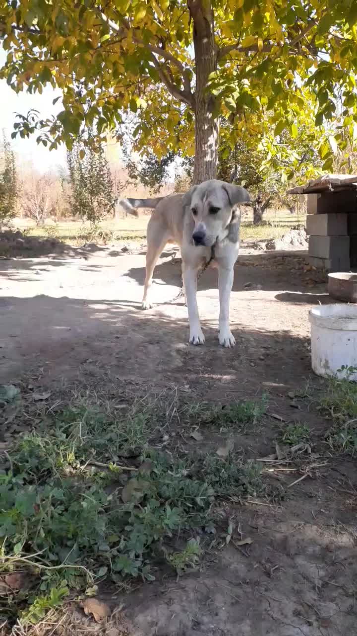 سگ پژدر ۱۰ ماهه|سگ|ارومیه, |دیوار