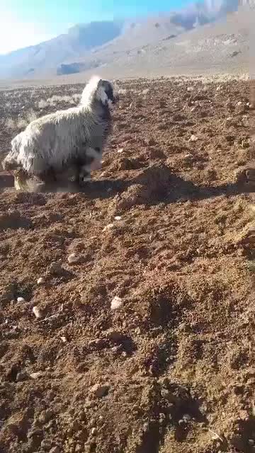 گوسفند|حیوانات مزرعه|کوهرنگ, |دیوار