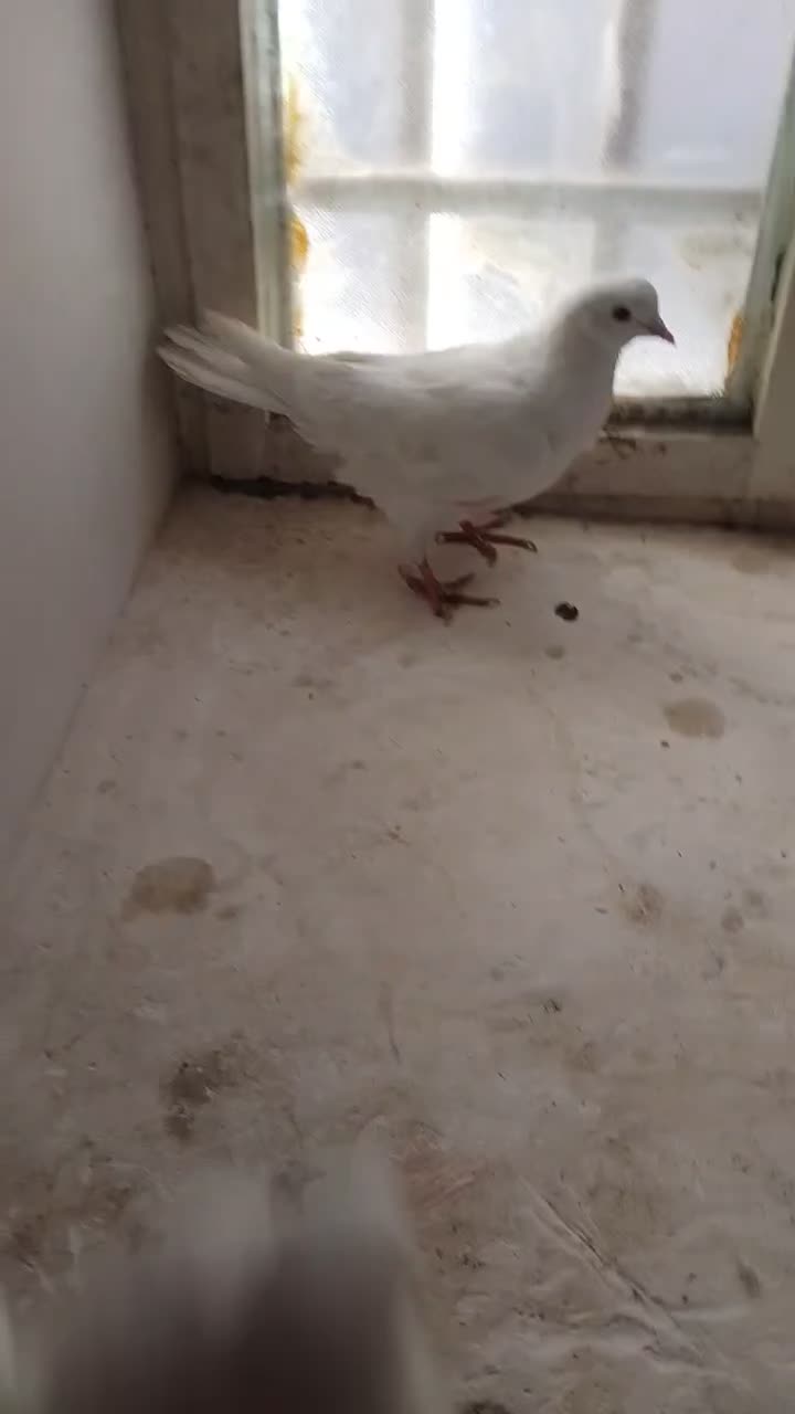 کبوتر|پرنده|ابهر, |دیوار