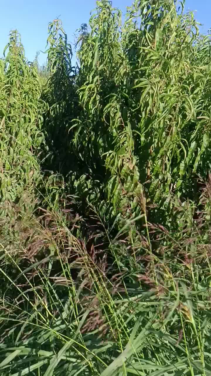 فـروش نـها.ل با مشاوره تمامی مراحل کاشت ونگهداری|خدمات باغبانی و درختکاری|سنقر, |دیوار