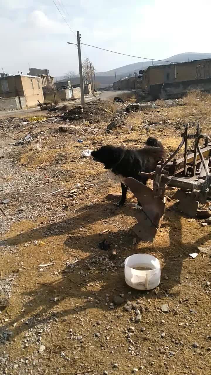 واگذاری سگ قهدریجانی|سگ|کرمانشاه, |دیوار