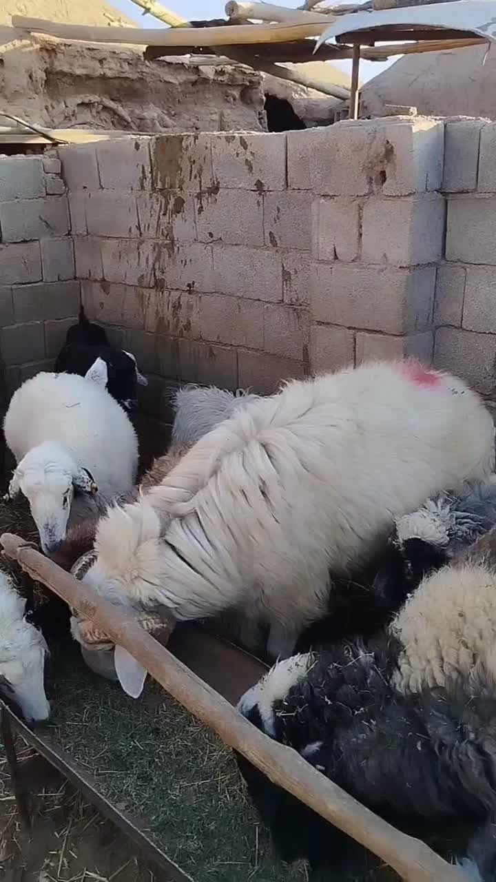 قوچ لاکن بختیاری اصل لنگ جمل بره میش|حیوانات مزرعه|نگار, |دیوار