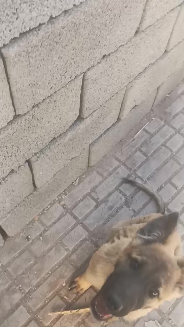 توله ژرمن واگذاری نر|سگ|کرمان, |دیوار