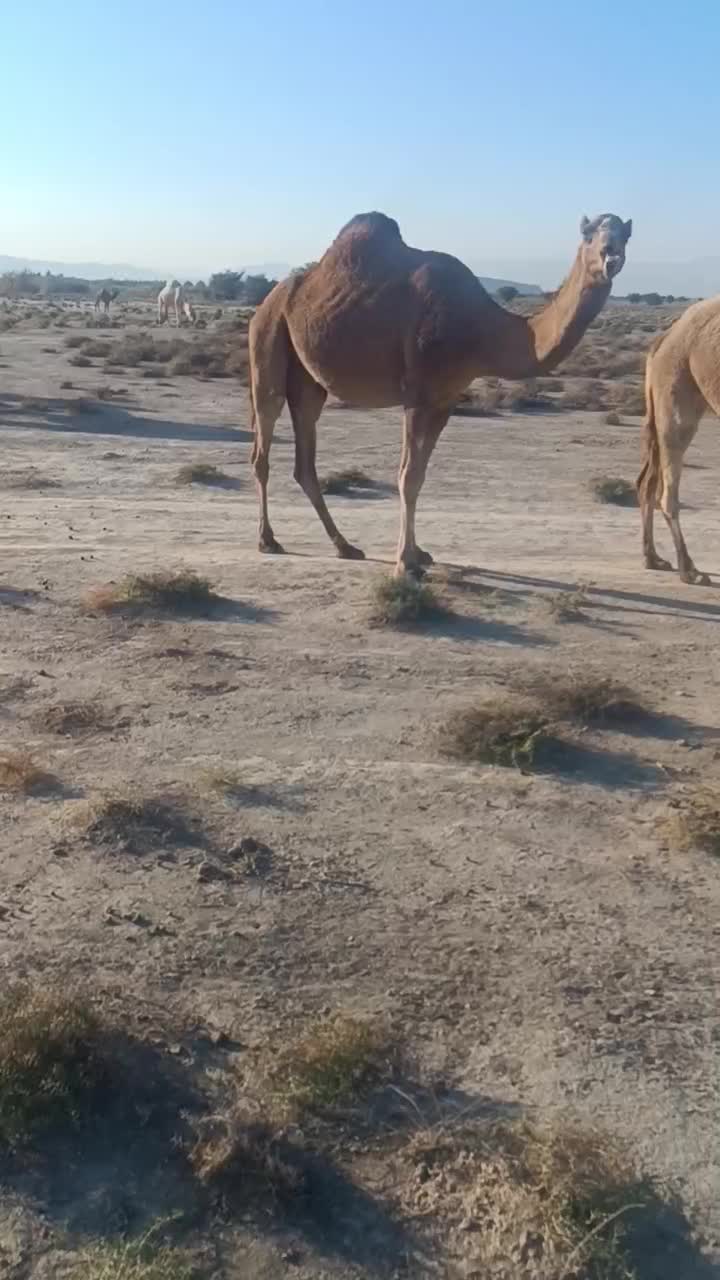 شتر|حیوانات مزرعه|قیروکارزین, |دیوار