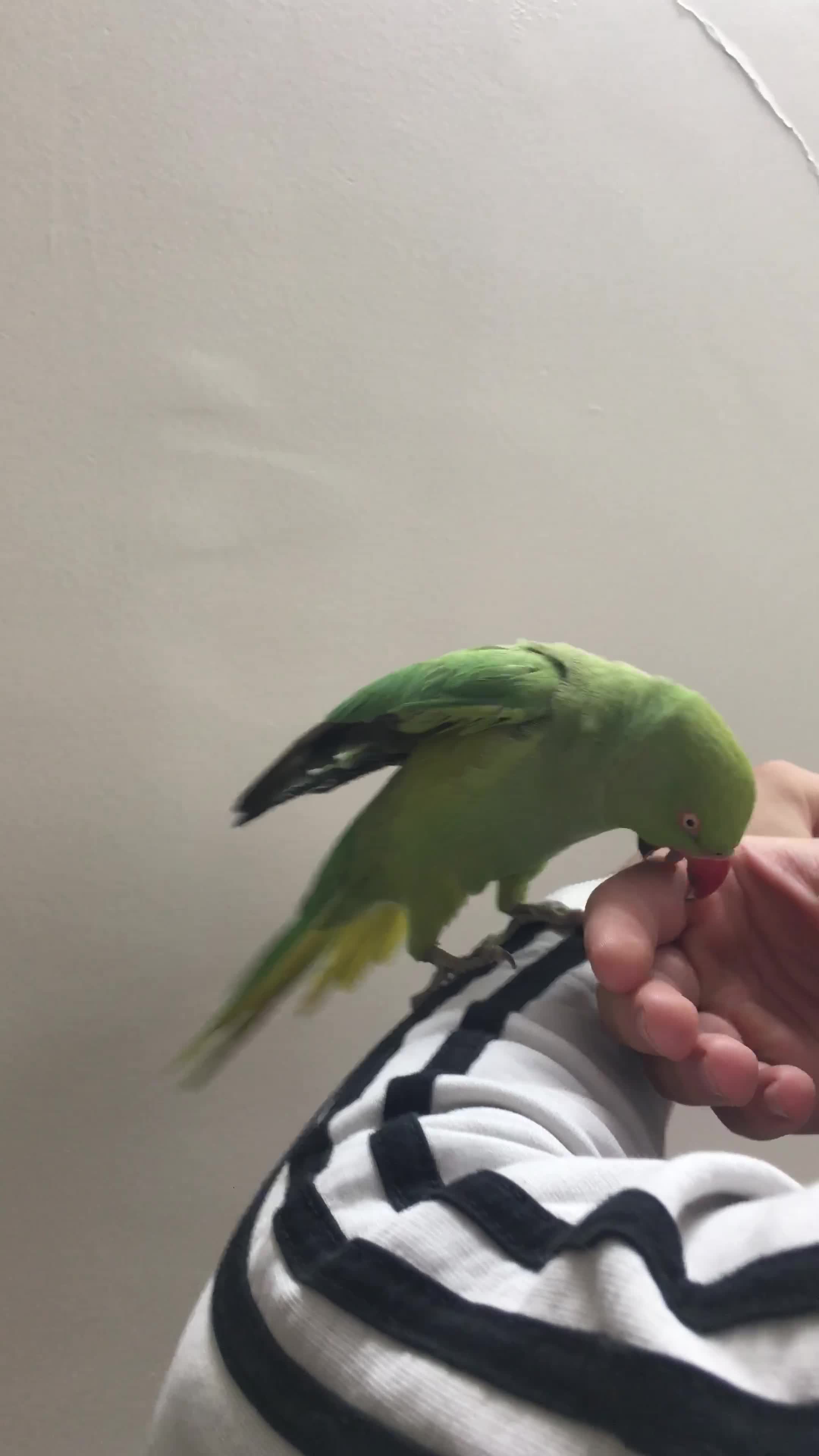 طوطی ملنگو نر معاوضه با قناری یا سهره|پرنده|تهران, جوادیه تهرانپارس|دیوار