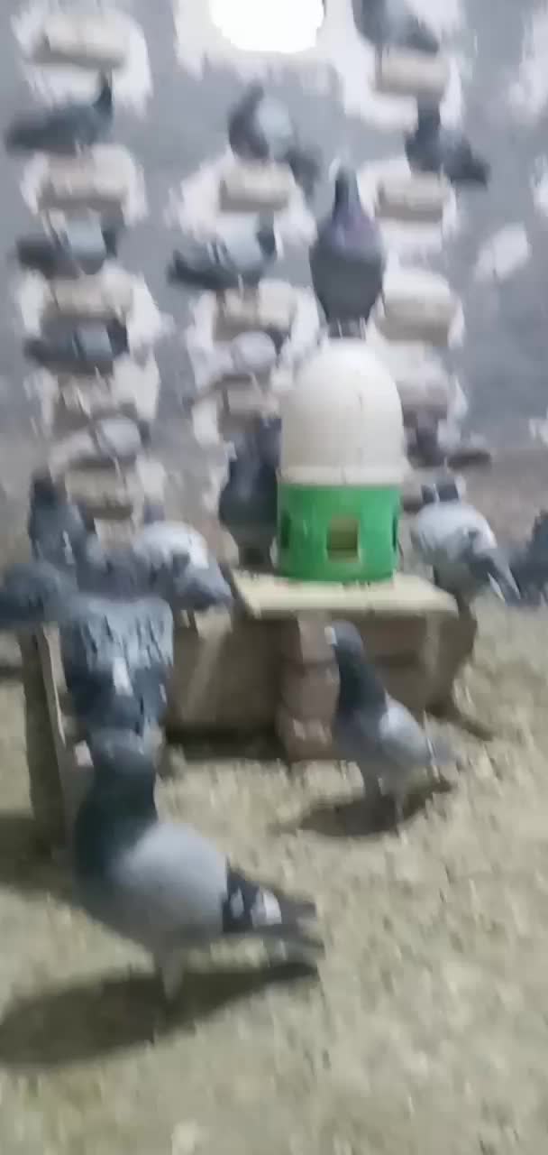 پلاکی|پرنده|بروجرد, |دیوار