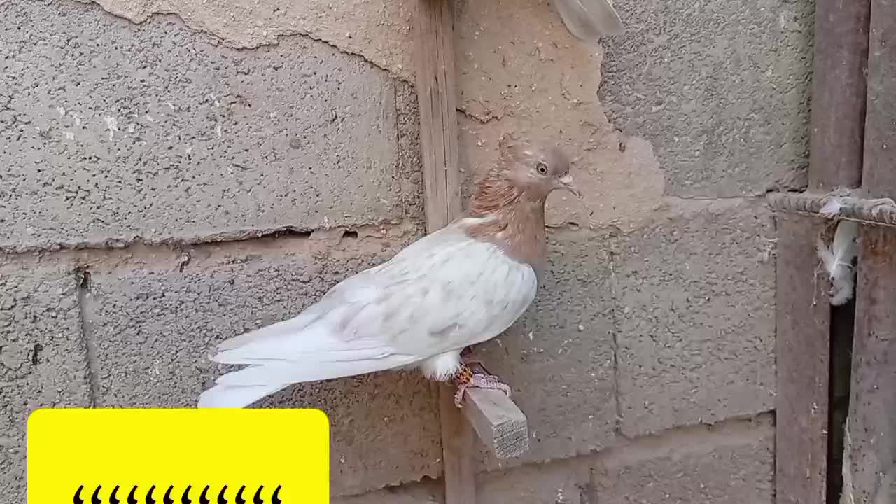 ماده کله سوسنی|پرنده|جهرم, |دیوار