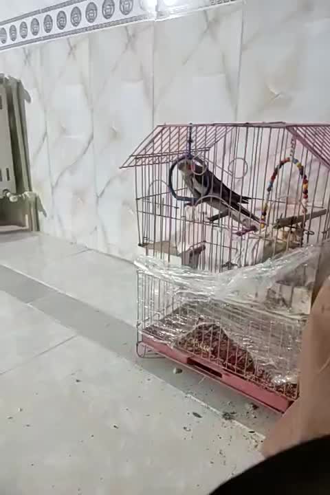 عروس هلندی|پرنده|نسیم‌شهر, |دیوار