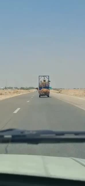 خرید فروش شتر ریز درشت کشتاری|حیوانات مزرعه|شیراز, علی آباد|دیوار
