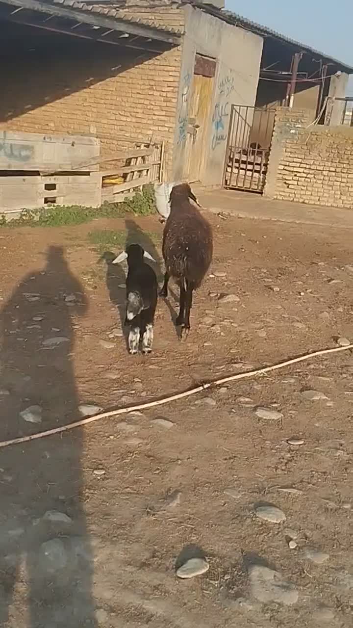 گوسفند|حیوانات مزرعه|سیمین شهر, |دیوار