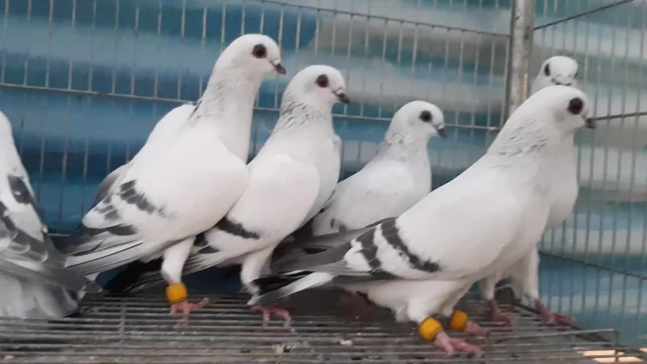 شامی سوری|پرنده|لار, |دیوار