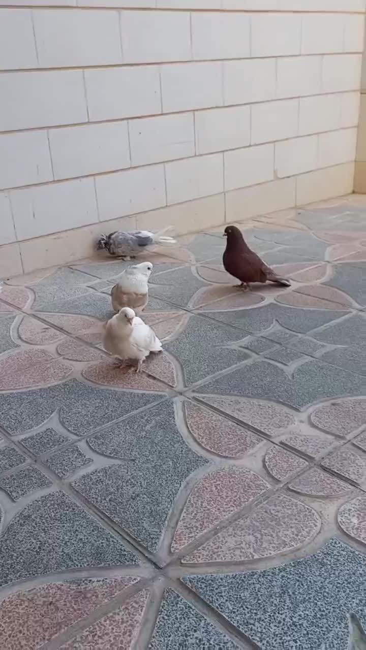 کفتر با اصالت|پرنده|مشکیندشت, |دیوار