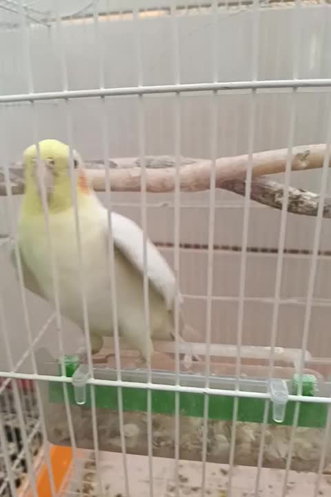 عروس هلندی سخنگو|پرنده|آباده, |دیوار