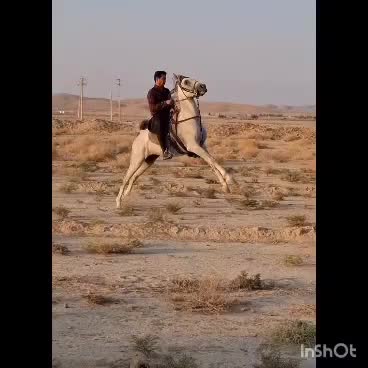 نریون سواری و رقاصی عالی|اسب و تجهیزات اسبسواری|ایزدخواست, |دیوار