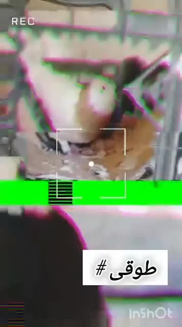 طوقی|پرنده|سپیدار, |دیوار