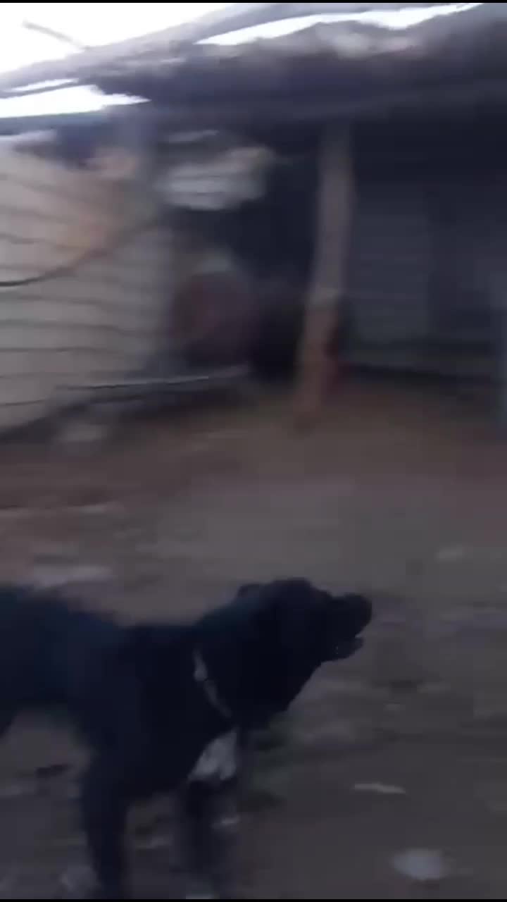 واگذاری|سگ|سامان, |دیوار