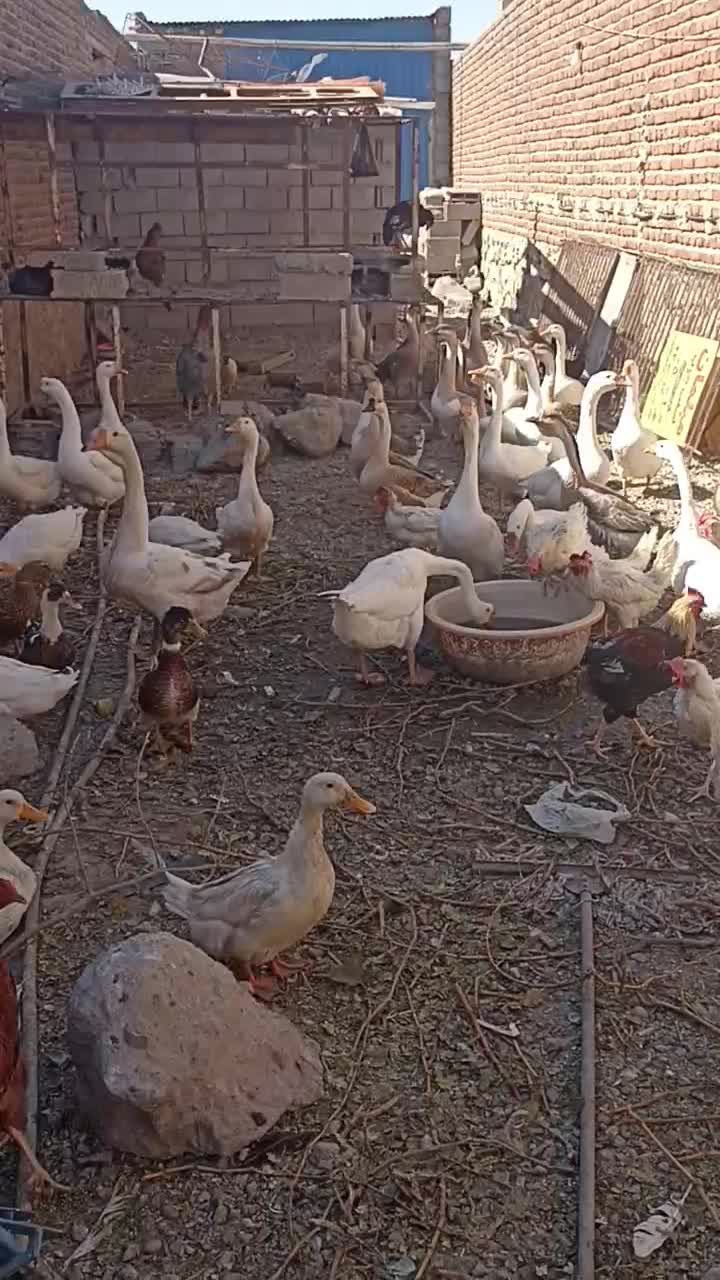 قوغاز|حیوانات مزرعه|بناب, |دیوار