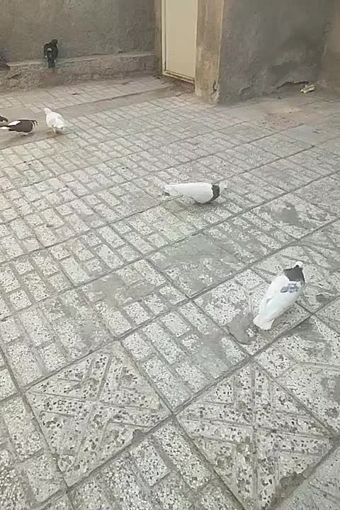 کفتر|پرنده|نیشابور, شهرک اندیشه|دیوار