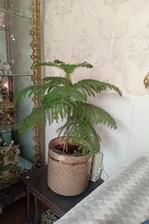 گل  مدبخی|گل و گیاه طبیعی|قم, شاه ابراهیم|دیوار