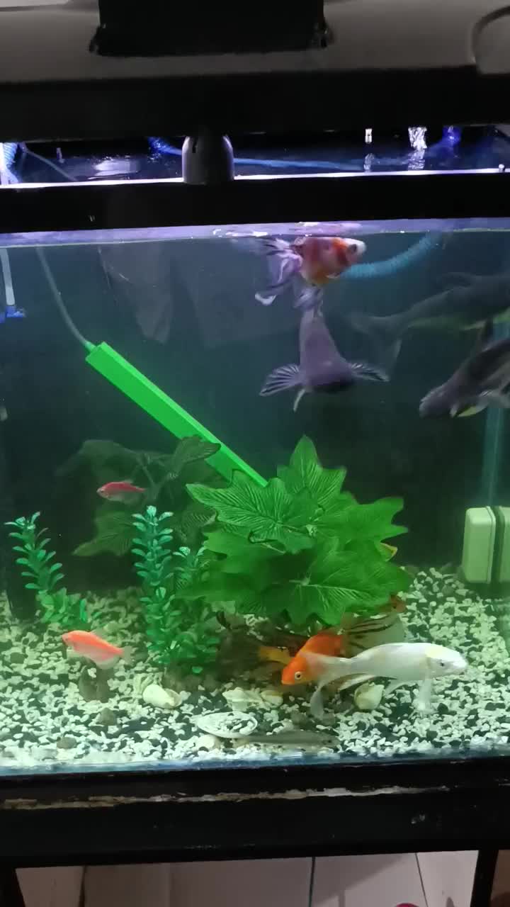 ماهی و اکواریوم|ماهی|تهران, حکیمیه|دیوار