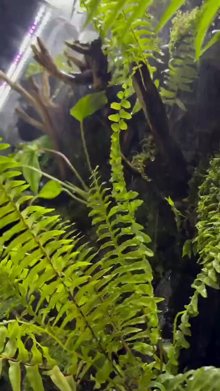 پالاداریوم تراریوم‌ ویواریوم آکواریوم صخره|خدمات باغبانی و درختکاری|تهران, قیطریه|دیوار