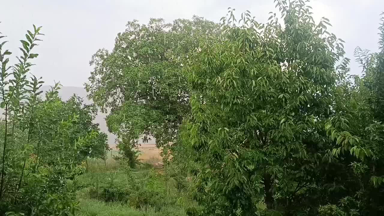 آبیاری قطره ای هوشمند ودستی|خدمات باغبانی و درختکاری|قم, میرزائیه|دیوار