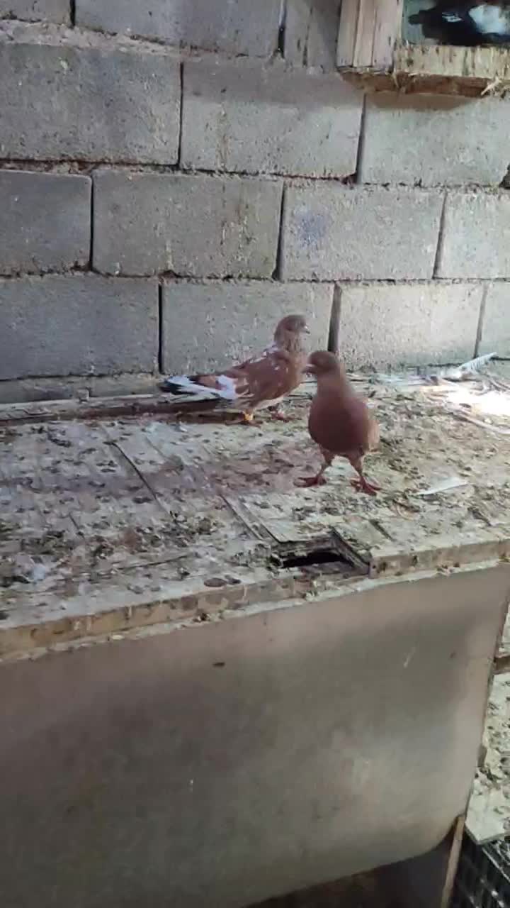 کلی ای جفت نر ماده جفت|پرنده|چمران, |دیوار