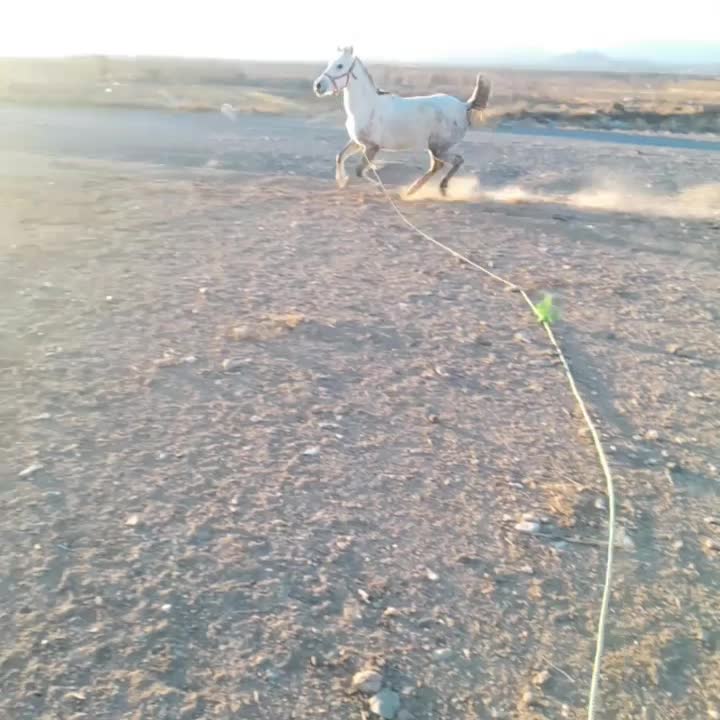 اسب|اسب و تجهیزات اسبسواری|خوسف, |دیوار