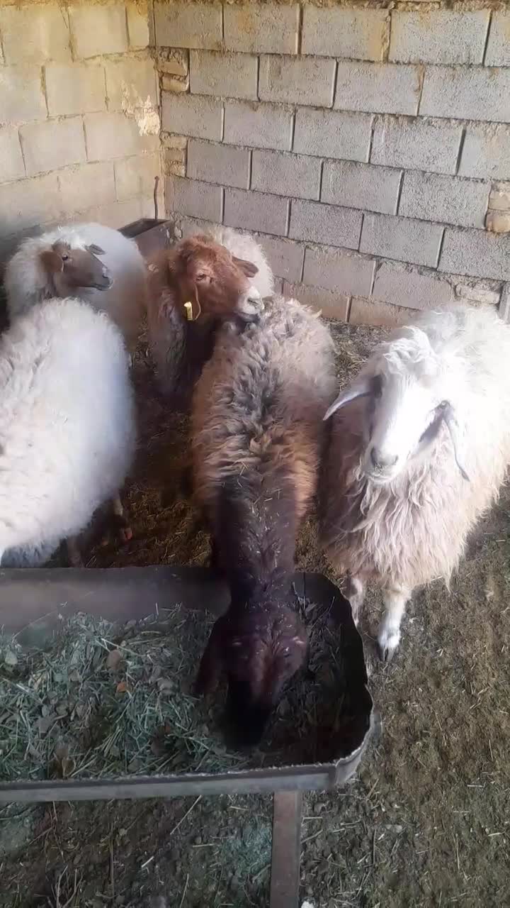 میش داشتی|حیوانات مزرعه|شیدا, |دیوار