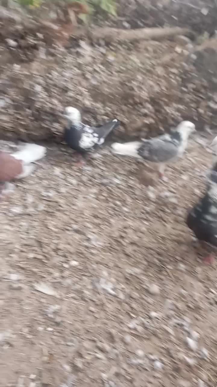 کفتر پرشی|پرنده|گرمی, |دیوار