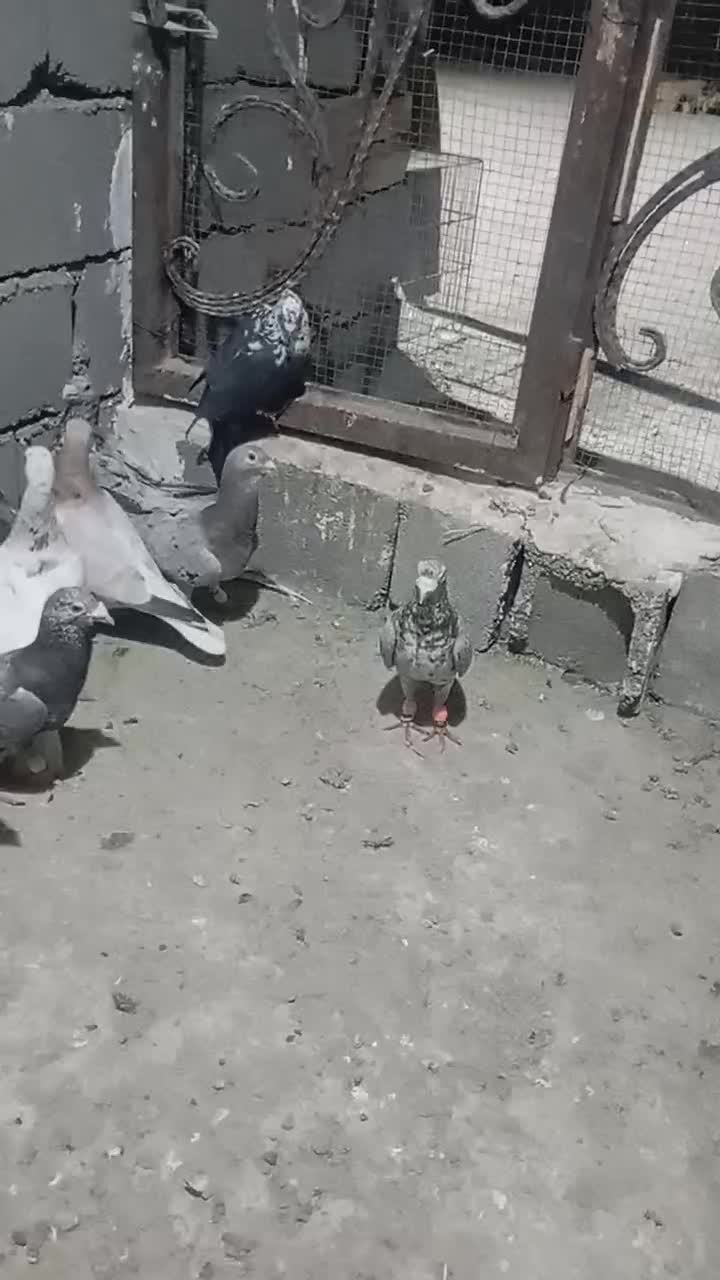 کفتر|پرنده|قلعه نو, |دیوار