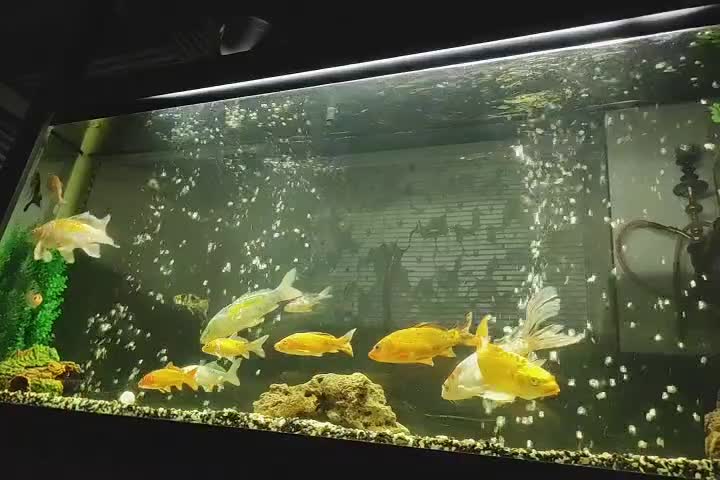 ماهی کوی|ماهی|مشهد, ایثار|دیوار