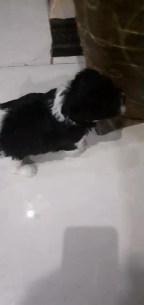 شیتزو بهمراه توله|سگ|خمینی‌شهر, |دیوار