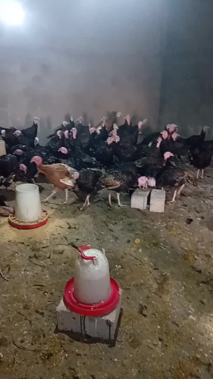 فروش بوقلمون برنزوبوربون ۶ماهه|حیوانات مزرعه|پارسآباد, |دیوار