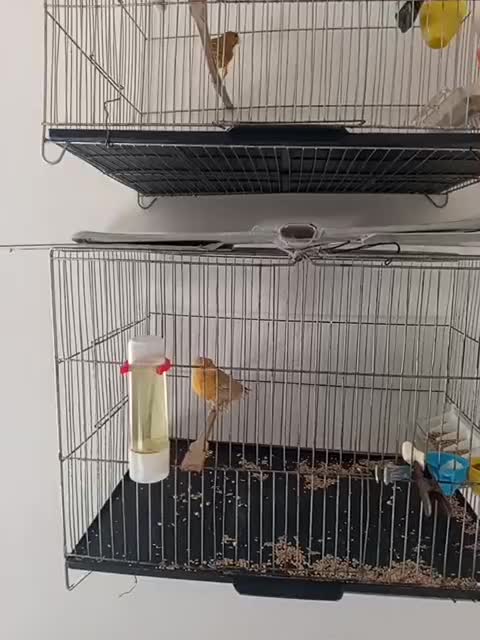 قناری نر و ماده آهویی|پرنده|الیگودرز, |دیوار